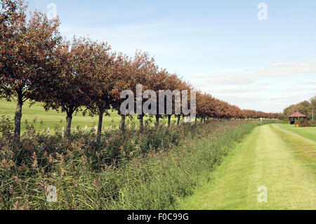 Schwedische Mehlbeere, Sorbus Intermedia, Stockfoto