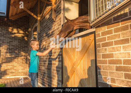 Seitenansicht des jungen füttern Karotte zu Pferd im Stall Stockfoto