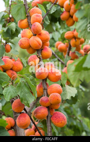 Prunus Armeniaca "Moorpark". Aprikose "Moorpark" auf dem Baum Stockfoto