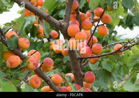 Prunus Armeniaca "Moorpark". Aprikose "Moorpark" auf dem Baum Stockfoto