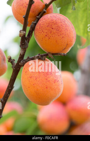 Prunus Armeniaca "Moorpark". Aprikose "Moorpark" auf dem Baum Stockfoto