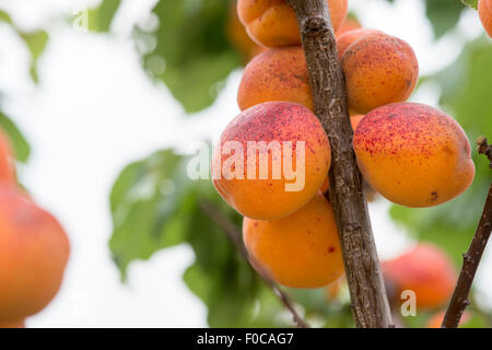 Prunus Armeniaca "Moorpark". Aprikose "Moorpark" auf dem Baum Stockfoto