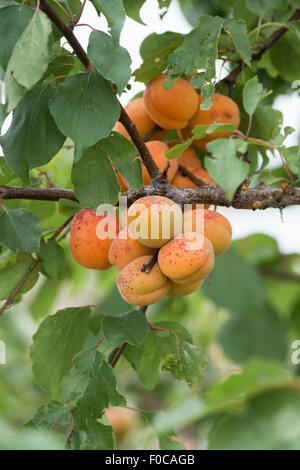 Prunus Armeniaca "Moorpark". Aprikose "Moorpark" auf dem Baum Stockfoto