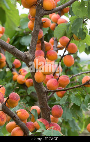 Prunus Armeniaca "Moorpark". Aprikose "Moorpark" auf dem Baum Stockfoto