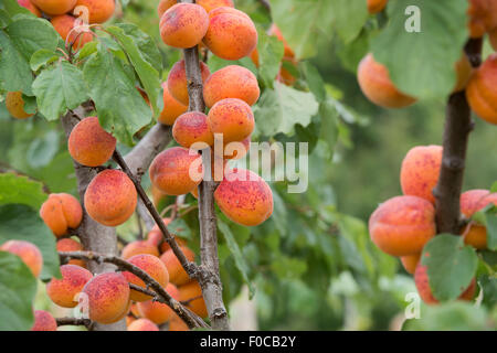 Prunus Armeniaca "Moorpark". Aprikose "Moorpark" auf dem Baum Stockfoto