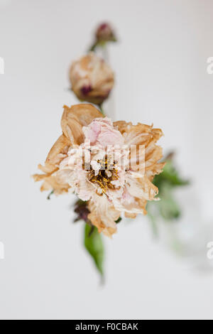 Erhöhte Ansicht des trocknenden Blumen auf weißem Hintergrund Stockfoto