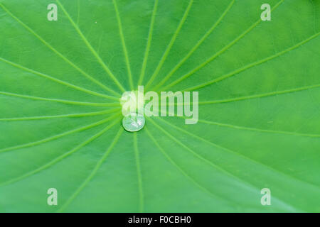 Grün Lotusblatt mit Wassertropfen auf Blatt Stockfoto