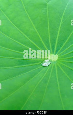 Grün Lotusblatt mit Wassertropfen auf Blatt Stockfoto