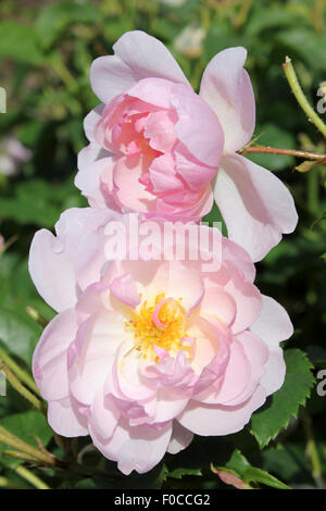 Rosa "Scarborough Fair" ein halb doppelte Englische Rose Stockfoto