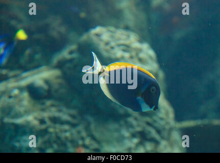 Powder Blue Tang, Acanthurus Leucosternon, ist ein Doktorfisch fand in den tropischen Gewässern des Indischen Ozeans Stockfoto