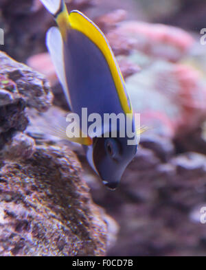 Powder Blue Tang, Acanthurus Leucosternon, ist ein Doktorfisch fand in den tropischen Gewässern des Indischen Ozeans Stockfoto