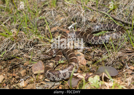 Östlichen Milch Schlange - Lampropeltis triangulum Stockfoto