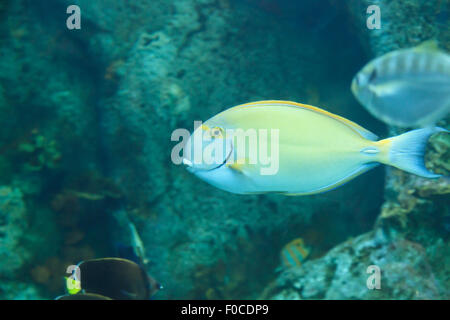 Gelbflossen-Doktorfisch, Acanthurus Xanthopterus, auf einem Riff Stockfoto