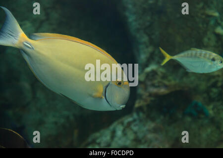 Gelbflossen-Doktorfisch, Acanthurus Xanthopterus, auf einem Riff Stockfoto