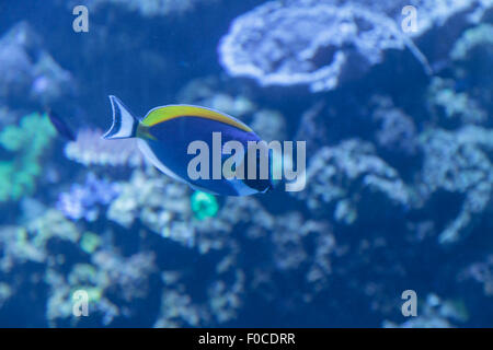 Powder Blue Tang, Acanthurus Leucosternon, ist ein Doktorfisch fand in den tropischen Gewässern des Indischen Ozeans Stockfoto