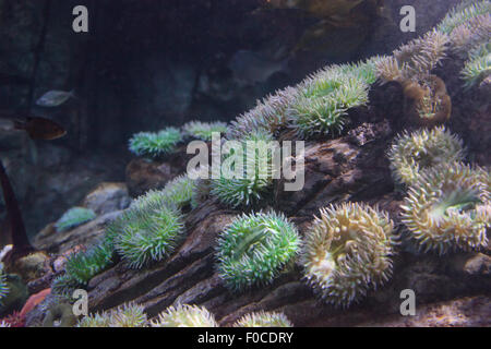 California Seeanemone, Anthopleura Elegantissima, nennt man auch Aggregation Anemone und der klonalen anemone Stockfoto