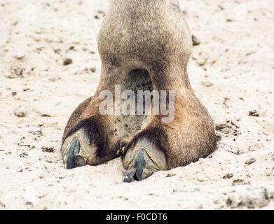 Baktrischen Kamel Huf Detail. Camelus Bactrianus. Tierthema. Stockfoto