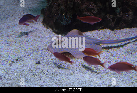 Die blau gefleckte Stachelrochen (Dasyatis Kuhlii) oder Kuhl stingray Stockfoto