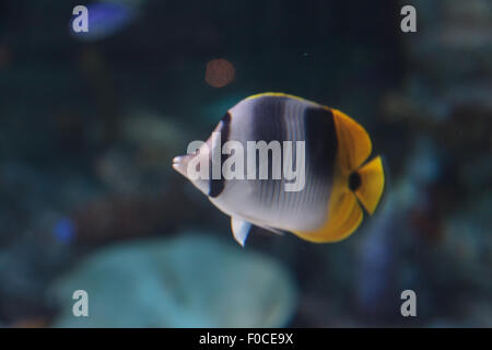 Threadfin Butterflyfish, Chaetodontidae Auriga ist eine gelbe, weiße und schwarze Fische mit einem scharfen, Spitzen Mund Stockfoto