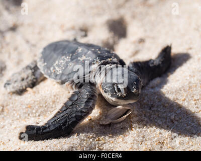 Kleine grüne Meeresschildkröte (Chelonia Mydas), auch bekannt als Schildkröte schwarz (Meer) oder Pazifische Suppenschildkröte auf seinem Weg zum Meer. Stockfoto