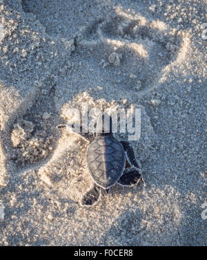 Kleine grüne Meeresschildkröte (Chelonia Mydas) neben einem menschlichen Fußabdruck auf dem Weg zum Meer kurz nach dem Schlupf. Stockfoto
