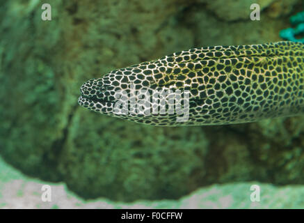 Leopard-Muräne, Enchelycore Pardalis hat Haut entdeckt. Stockfoto