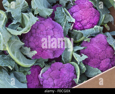 Lila Blumenkohl in Verpackungskasten. Stockfoto