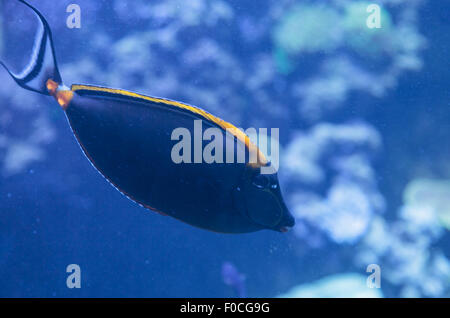 Orangespine Unicornfish, Naso Lituratus, findet sich im indischen und Pazifischen Ozean Stockfoto