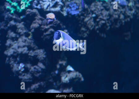 Powder Blue Tang, Acanthurus Leucosternon, ist ein Doktorfisch fand in den tropischen Gewässern des Indischen Ozeans Stockfoto