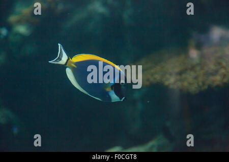 Powder Blue Tang, Acanthurus Leucosternon, ist ein Doktorfisch fand in den tropischen Gewässern des Indischen Ozeans Stockfoto