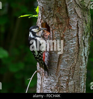 Buntspecht (Dendrocopos großen) weiblich mit Schnabel voller Maden, Junggebliebene Verschachtelung Loch im Baumstamm Fores einfließen Stockfoto