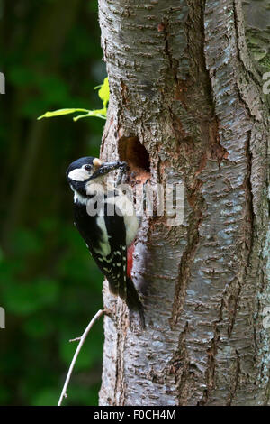 Buntspecht (Dendrocopos großen) weiblich mit Schnabel voller Maden, Junggebliebene Verschachtelung Loch im Baumstamm Fores einfließen Stockfoto