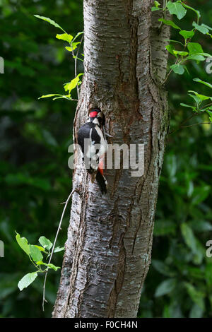 Buntspecht (Dendrocopos großen) männlichen Eingabe Verschachtelung Loch im Baumstamm im Wald Stockfoto