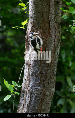 Buntspecht (Dendrocopos großen) männlich mit Schnabel voller Maden, Junggebliebene Verschachtelung Loch im Baumstamm im Wald ernähren Stockfoto