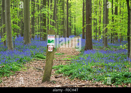 Verbotszeichen Verbot Eingang und Glockenblumen blühen in Buchenwald im Frühjahr auf der Hallerbos in der Nähe von Brüssel, Belgien Stockfoto