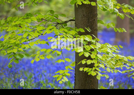 Laub der Buche (Fagus Sylvatica) und Glockenblumen (Endymion Nonscriptus) in Blüte in Laub-Wald im Frühjahr Stockfoto