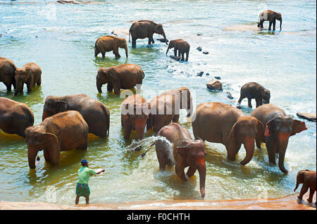 Elefanten von Pinnawela Elefantenwaisenhaus in Pinnawela, Sri Lanka. Stockfoto