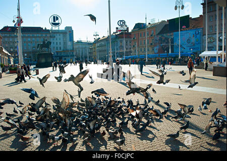 Herde der Taube am Ban Jelacic Platz, der zentrale Platz von Zagreb. Stockfoto