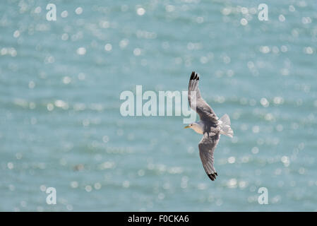 Fliegende Kittiwake gegen eine Sommer-See Stockfoto