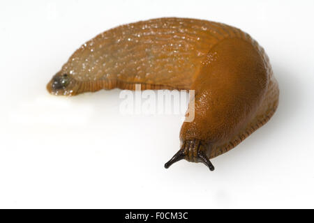 Rote Wegschnecke, Nacktschnecke, Stockfoto