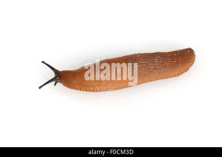 Rote Wegschnecke Stockfoto