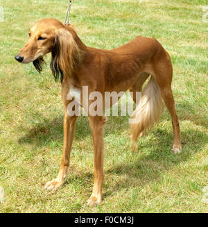 Saluki, Hunderasse, Windhund, Befederter, Stockfoto