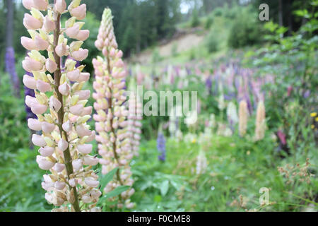 Lupine Feld in Kärnten Stockfoto