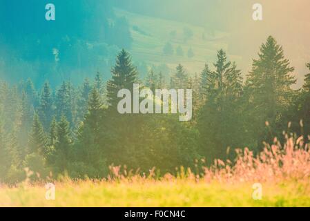 Sommerfoto Hintergrund. Heißen Sommertag zwischen der Natur. Scenic Alp Berge Landschaft mit Wiese und Bäumen-Linie. Frenc Stockfoto