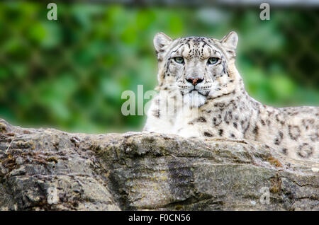 Snow Leopard liegend auf einem Felsen in einem zoo Stockfoto