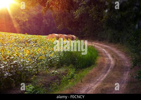 Countryside Sunny Forest Road. Sunny Hot August Day on the Country Road. Sunflowers Field and Baled Hay Rolls. Austria, Europe. Stockfoto