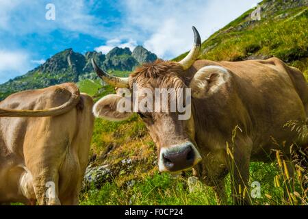 Schweizer Alpen Kühe auf der Alm. Stockfoto