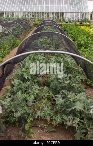 Roten russischen Grünkohl wächst in einem Netz Tunnel für Schutz.  Normanby Hall ummauerten Garten, Scunthorpe, Vereinigtes Königreich Stockfoto