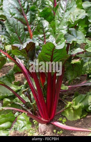 Dekorative rote Mittelrippen von Blattgemüse Mangold 'Bright Lights' Stockfoto