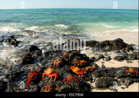 Sally Lightfoot Krabben - Galapagos - Ecuador Stockfoto